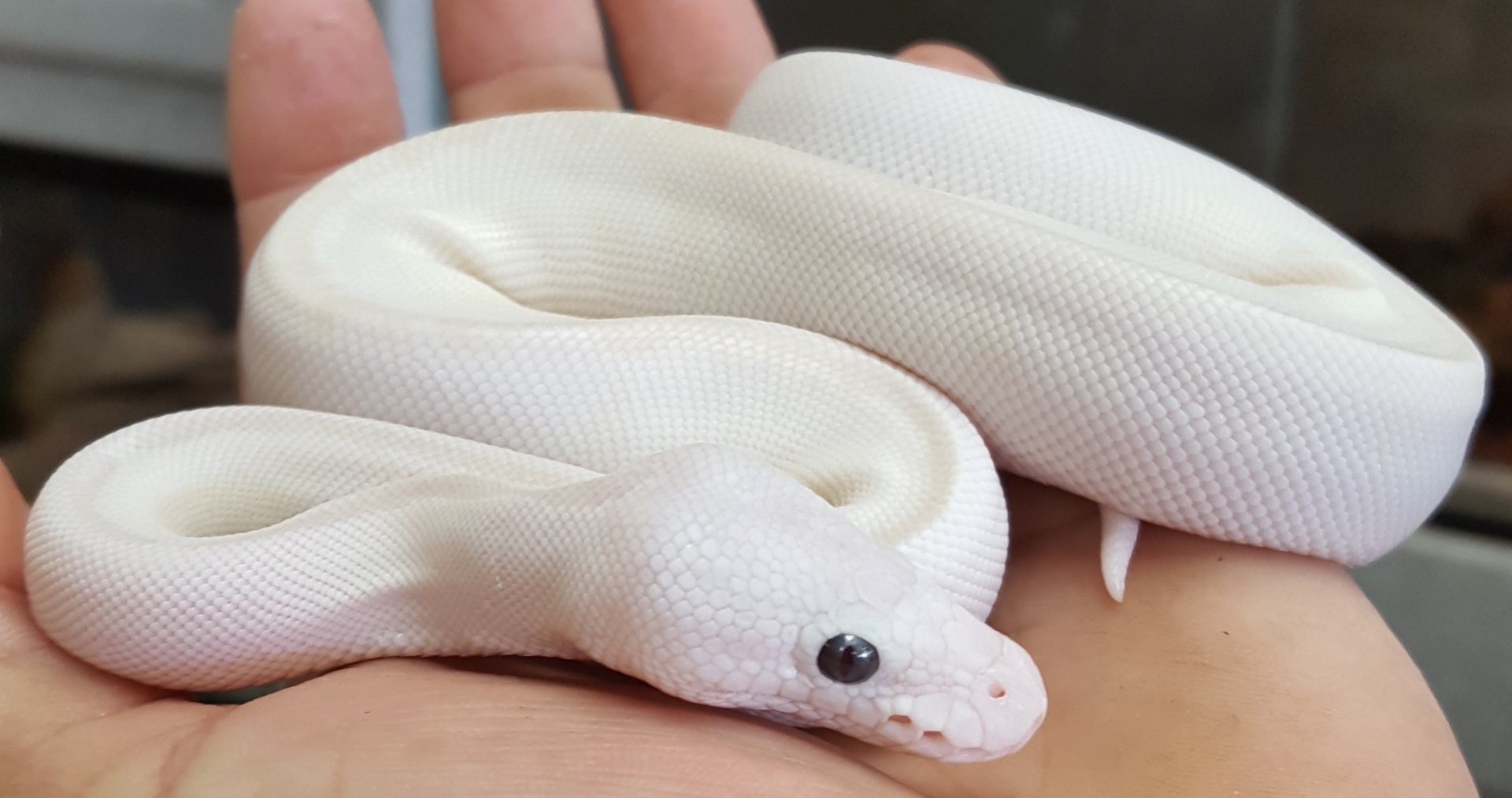 Real white ball python held in hand showing clean scale detail