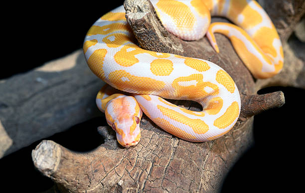 Real albino ball python showing yellow and white coloration