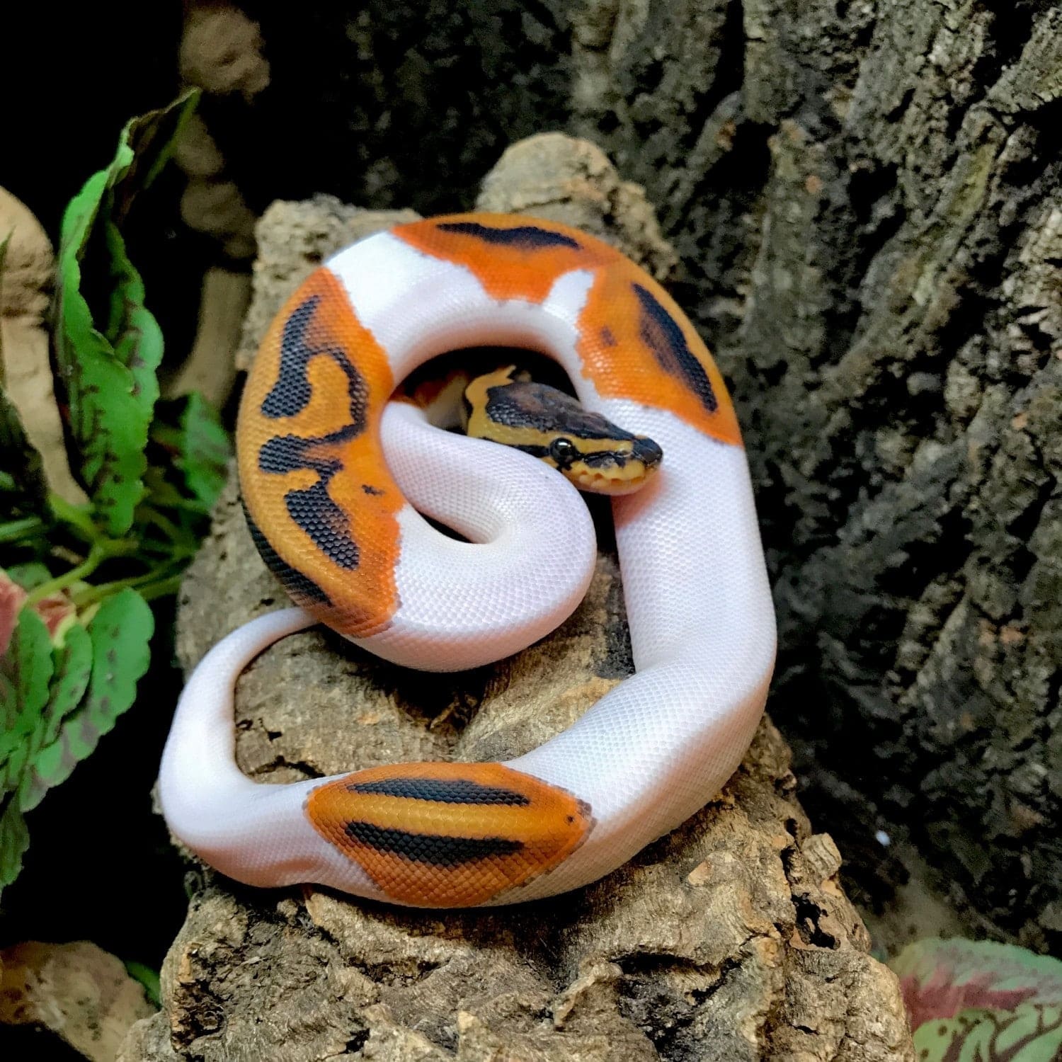 Real pied ball python showing dramatic white pattern sections and orange coloration